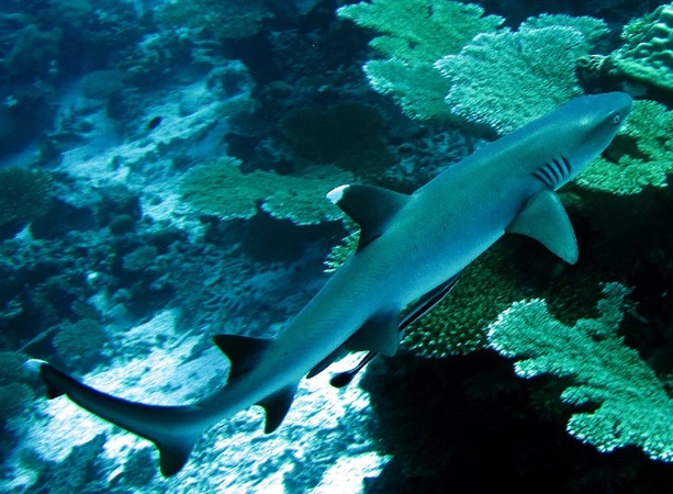 Park Hyatt Maldives Hadahaa