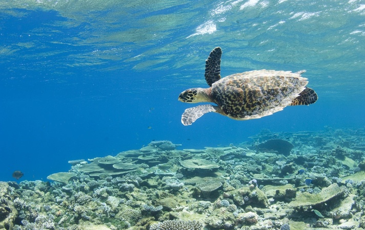 Park Hyatt Maldives Hadahaa