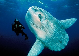 When is The Best Time to Dive with the Elusive Mola Mola