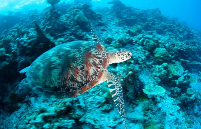 Park Hyatt Maldives Hadahaa