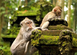 Sacred Monkey Forest Sanctuary
